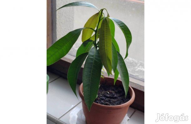 Mangófa, Mangó fa, Magnifera Indica