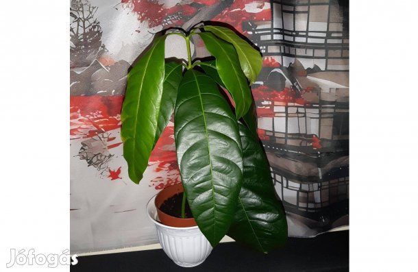 Mangófa növényke mangó csemete