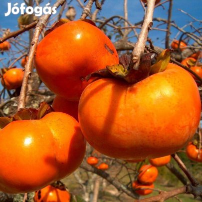 Mangóízű datolyaszilva oltvány 130-160 cm eladó