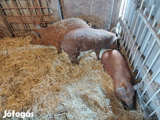 Mangolica Duroc malacok költöznének