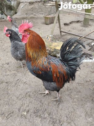 Marans kakas