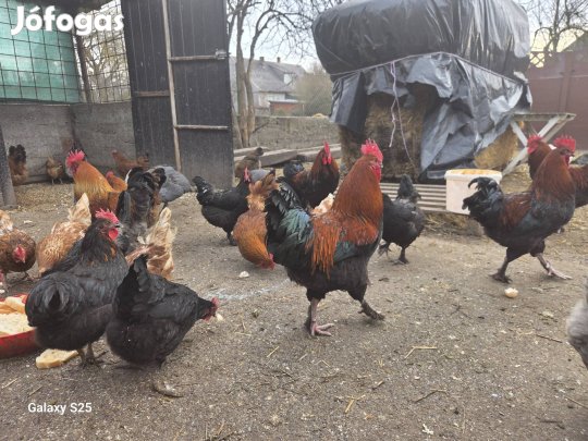 Marans kakasok vihetők 