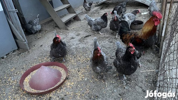 Marans tojás eladó