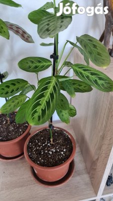 Maranta fascinator Nyílgyökér