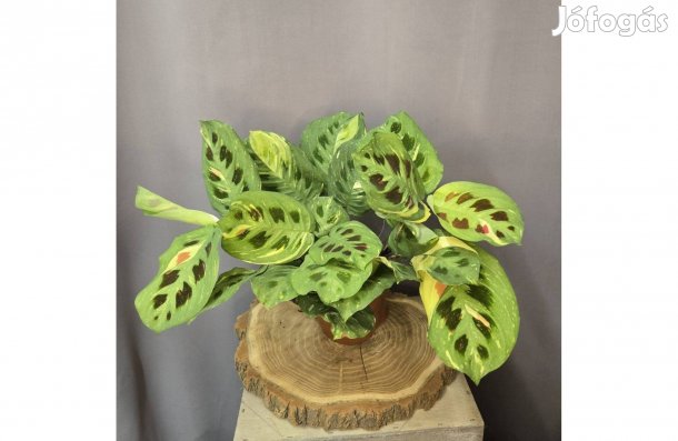 Maranta leuconeura Kerchoveana Variegata