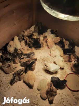 Március 27-én kelt törpe kiscsirkék eladók!