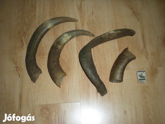 Marha szarv marhaszarv tülök csomag