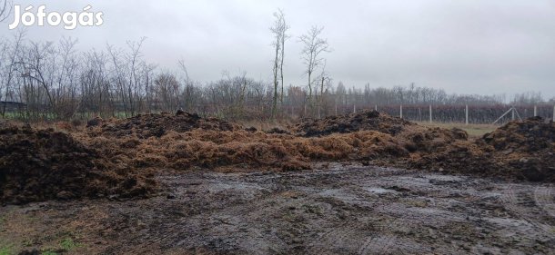 Marhatrágya kőltözne