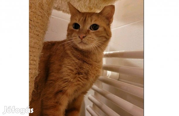 Márta cica, 3 éves, örökbefogadó gazdit keres, ingyenesen