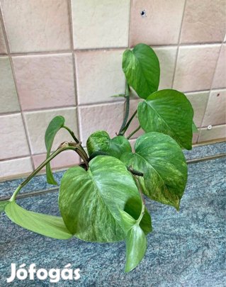 Márványos futóka szobanövény
