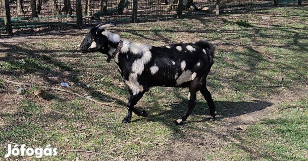 Márványos núbiai anyakecske eladó