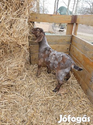 Márványos núbiai kiskecskék eladók