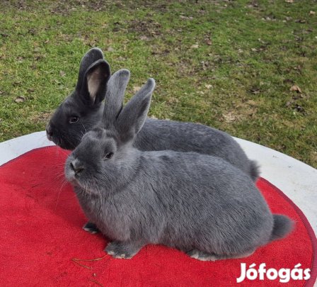 Más ketrecében ugrálnának a bécsi kék nyulaim 