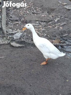 Másfél éves futókacsa hím eladó