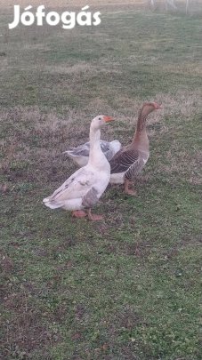 Másnál szaporodnának vagy sülnének.