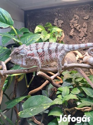 Masoala Párduc kaméleon hímek nagy választékban