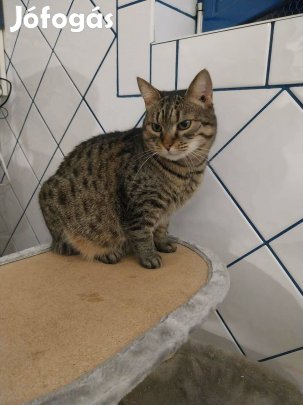 Maszat cica vagyok, örökbefogadó gazdit keresek ingyenesen