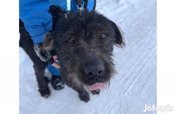 Matrica gazdit keres