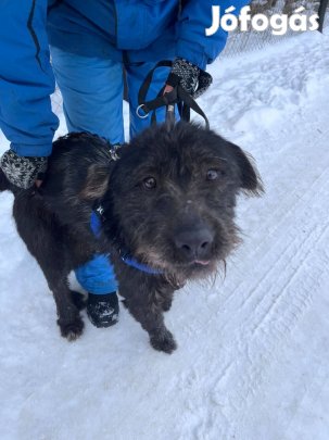 Matrica gazdit keres