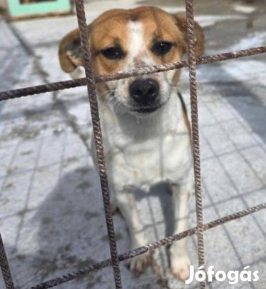 Maya 1,5 év körüli lány kutya örökbe fogadható