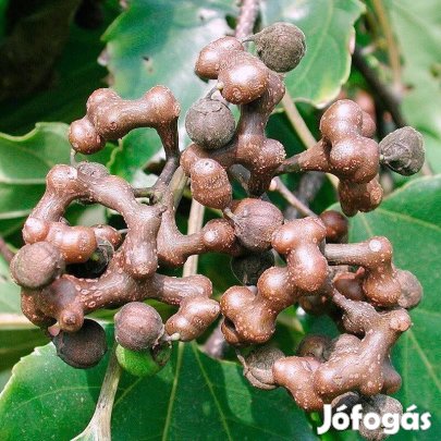 Mazsolafa (Hovenia dulcis) eladó