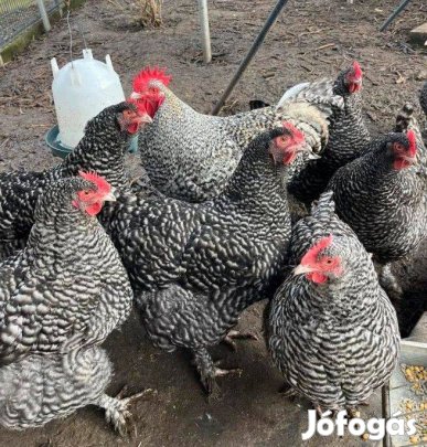 Mechelse Koekoek (Belga Óriás)