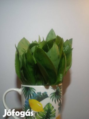 Medvehagyma csokor ár/csokor