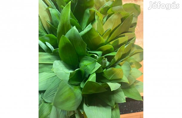 Medvehagyma eladó/ csokor