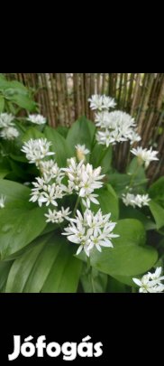 Medvehagyma hagyma 50 db