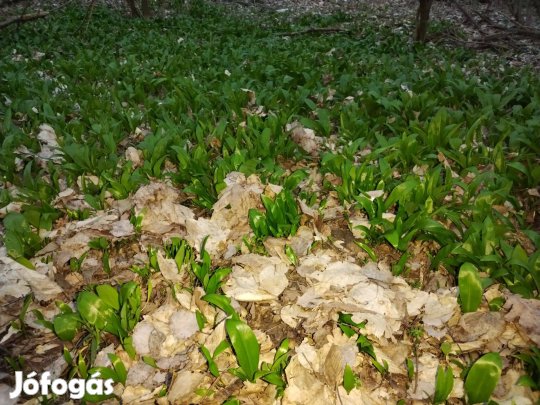 Medvehagyma palánta