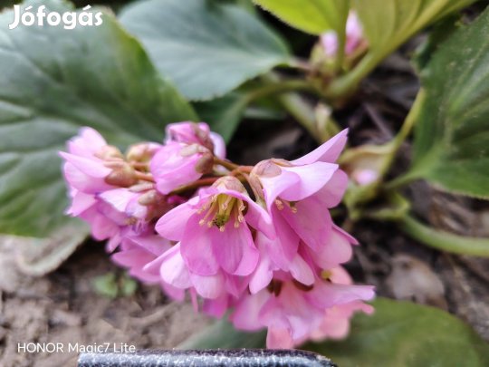 Medvetalp, bőrvirág