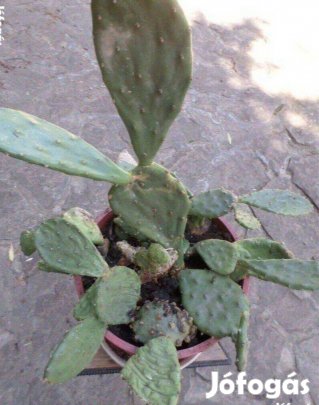 Medvetalp kaktusz virágzó fügekaktusz 10 éves