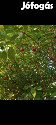 Meggyfa több méretben