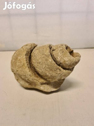 Megkövesedett csigaház fosszília