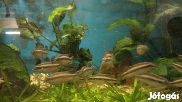 Megyhasú sügér halak eladók