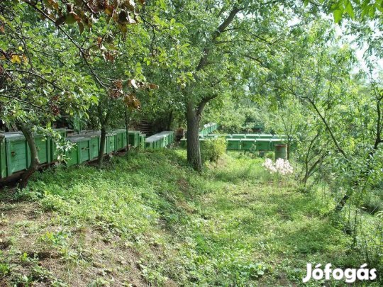 Méh, Méhek, Méhcsalád NB kereten eladók Esztergomban