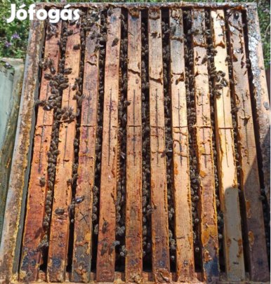 Méhcsalád - NB-KB 10 kereten