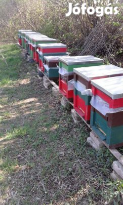 Méhcsalád, méhcsaládok, kölyök családok eladóak