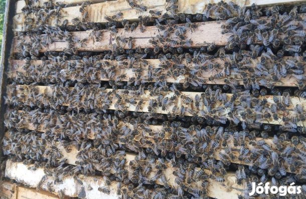 Méhcsalád eladó