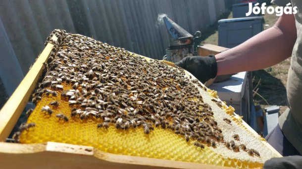 Méhcsalád eladó NB kereten