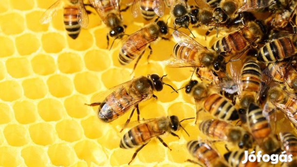 Méhcsaládok Eladók Devecserben