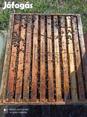 Méhcsaládok - NB 10 kereten