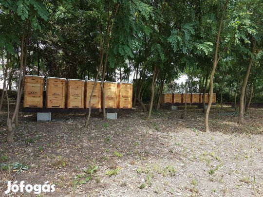 Méhcsaládok eladók