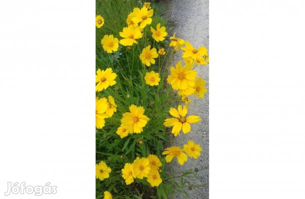 Menyecskeszem 5l (jalapeno,skorpió,paradicsom,fólia, ing) Csomagban is