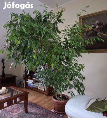 Méretes fikusz benjámin