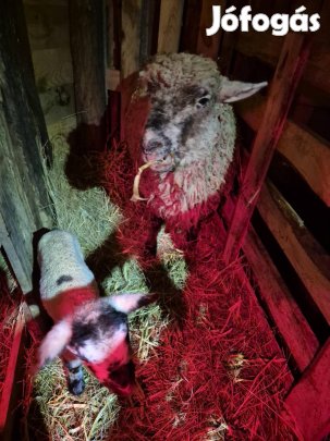 Merino anya jerke baranyaval