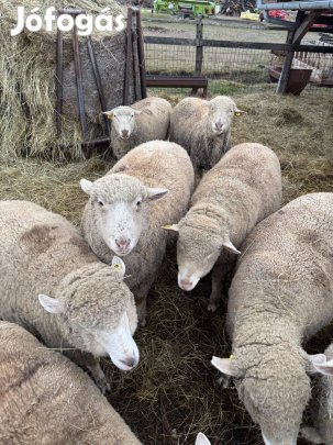 Merinó anyajuh és ürü eladó