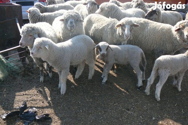 Merinó bárányok eladok