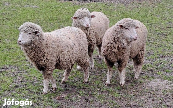 Merinó juhok eladók
