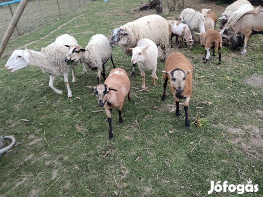 Merino-kameruni kosok és jerkék